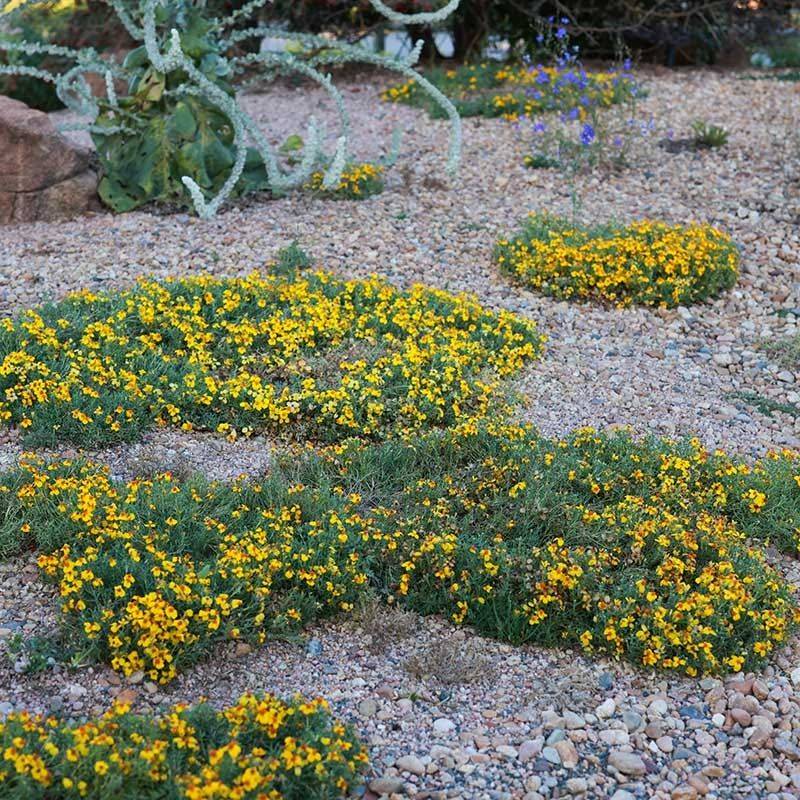 Prairie Zinnia Spreads Low With Yellow Flowers