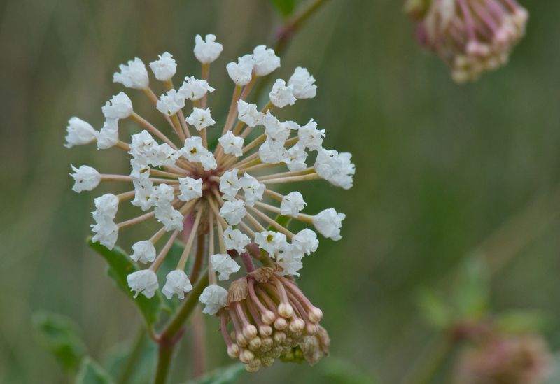 Sand Verbena (Abronia Fragrans)