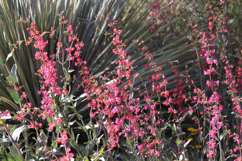 Penstemon Flowers First Before Any Cutting Back