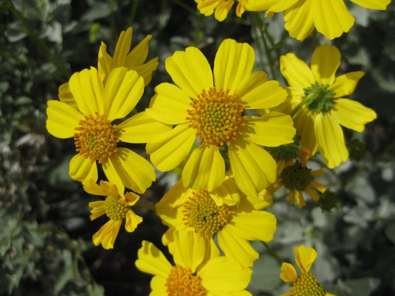 Brittlebush Can Be Shaped To Encourage Fresh Growth