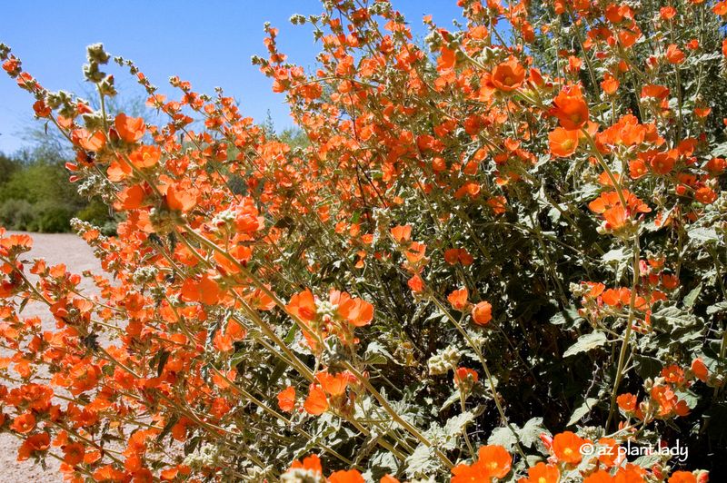 Globe Mallow Adds Soft Orange Flowers And A Wild Desert Look