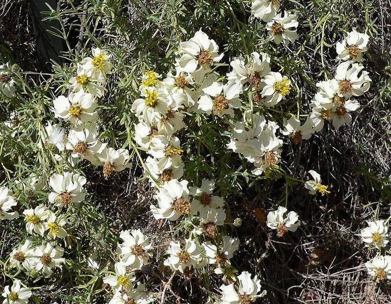 Desert Zinnia Adds A Neat Look To Dry Garden Spaces