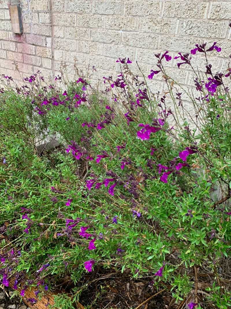 Autumn Sage Pushes Out New Flowers Again And Again