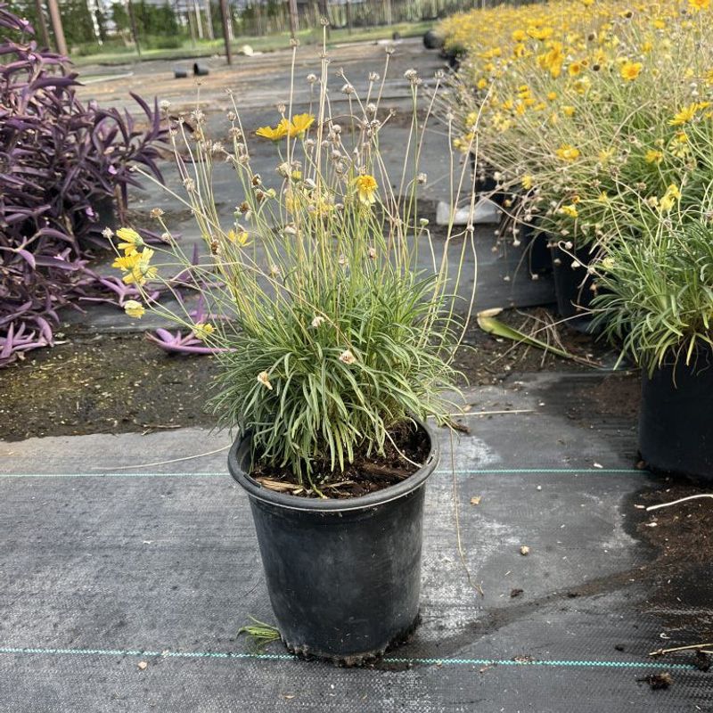 Angelita Daisy Bringing Cheerful Color To Sunny Pots