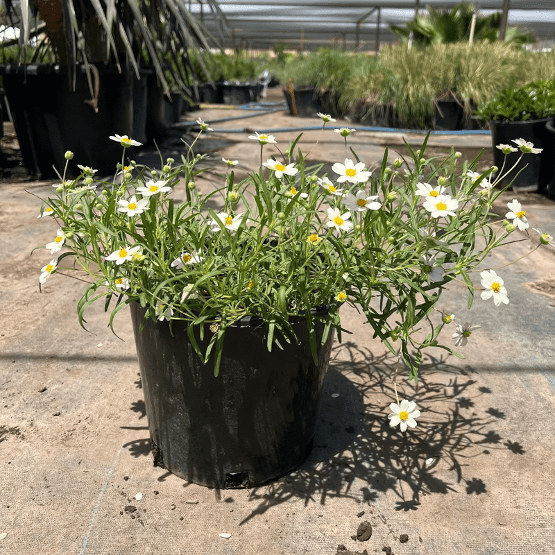 Blackfoot Daisy Stays Compact And Blooms Steadily