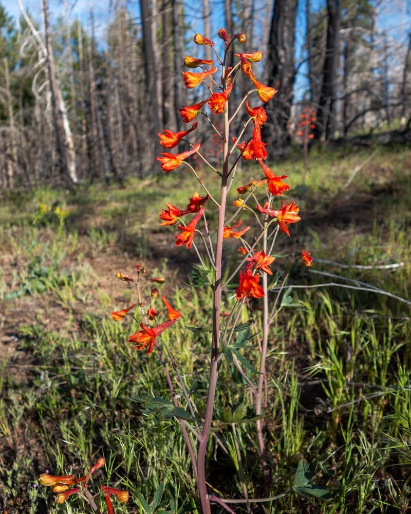 Scarlet Larkspur