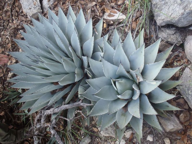 Parry's Agave Forms Bold Rosettes Of Blue Gray Leaves
