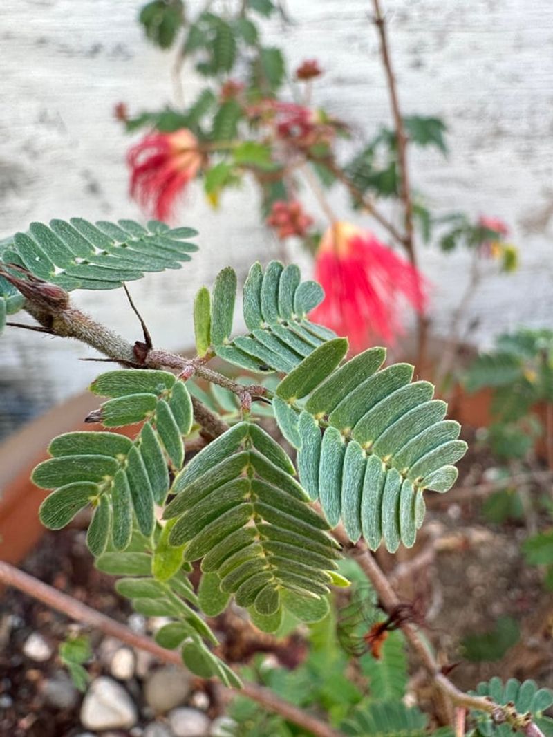 Baja Fairy Duster Stays Vibrant With Minimal Pruning