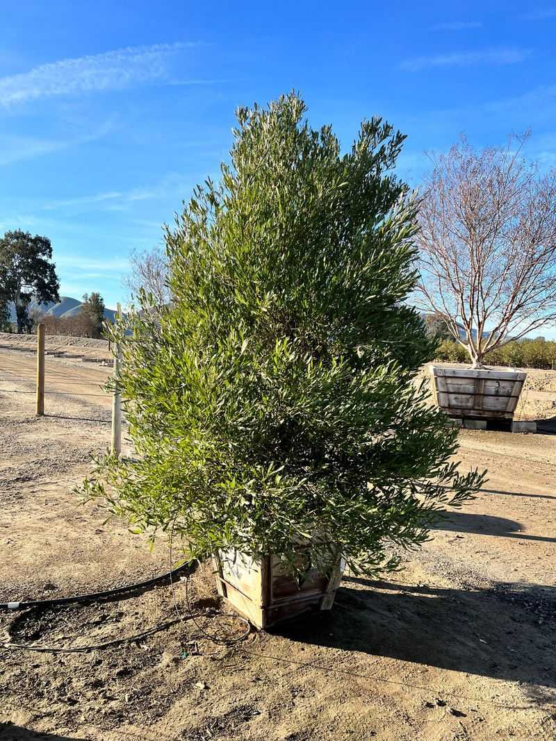 Hop Bush Stays Evergreen And Strong In Triple Digit Weather
