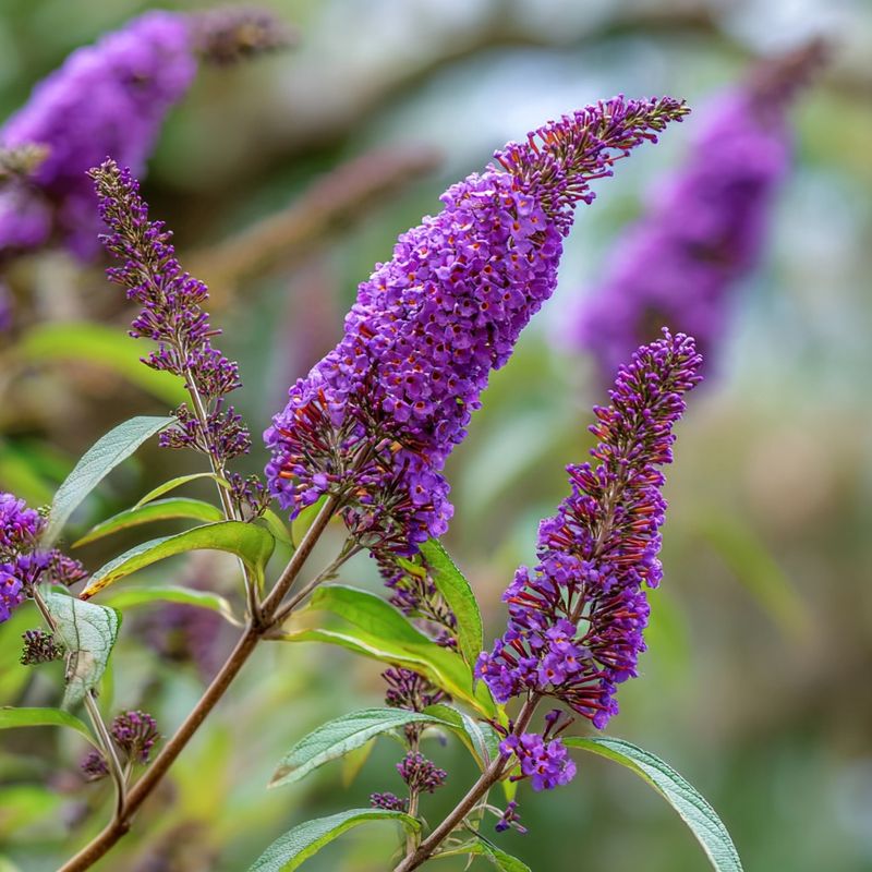Butterfly Bush Attracting Pollinators