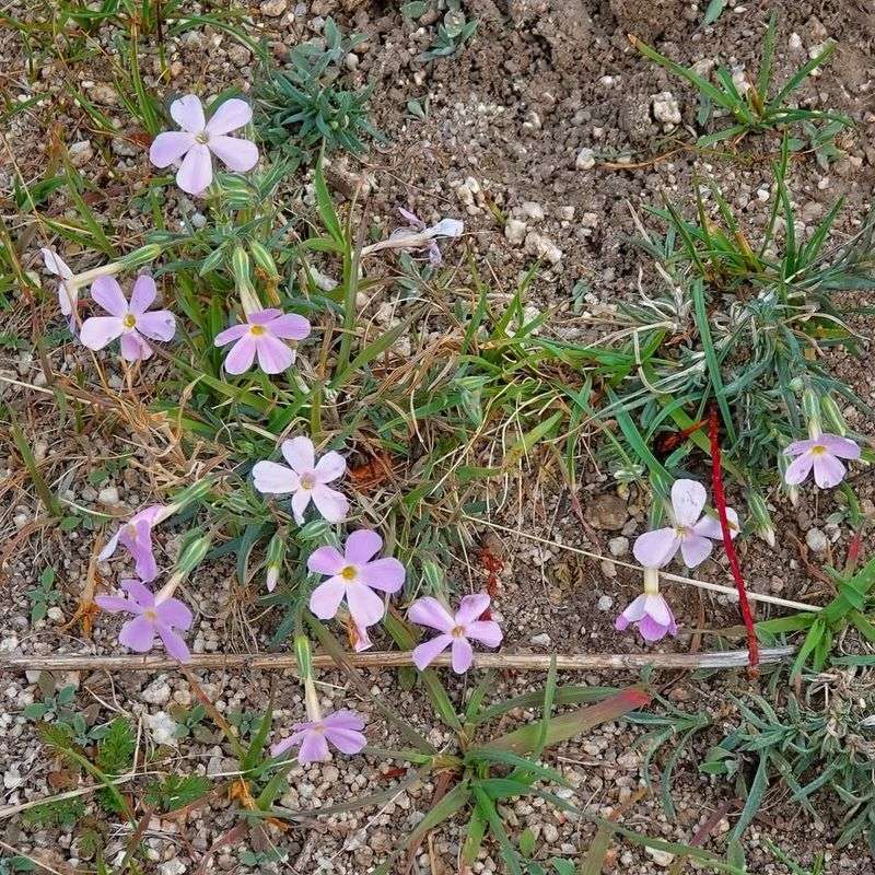 Longleaf Phlox Spreads Low With Delicate Spring Flowers