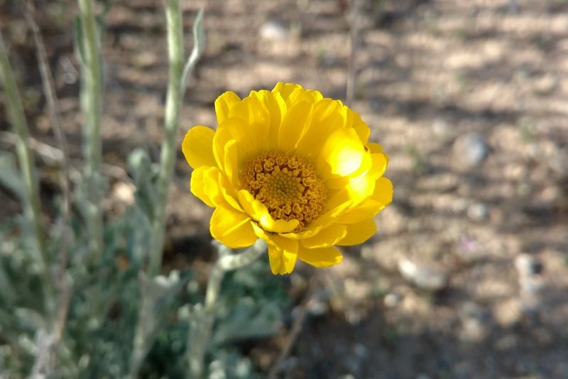 Desert Marigold Keeps Blooming Through Heat And Dry Soil