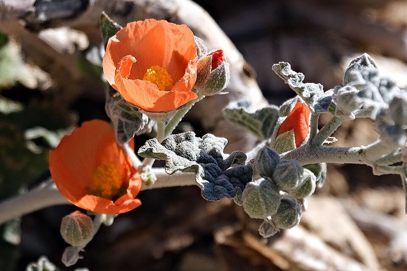 Globe Mallow Handles Heat With Long Lasting Blooms