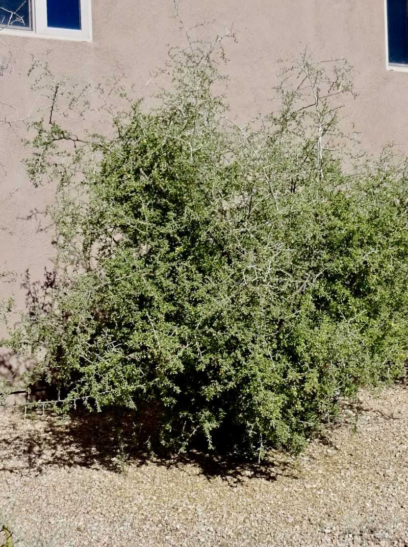 Wolfberry Becomes Easier To Manage With A Quick Early Trim