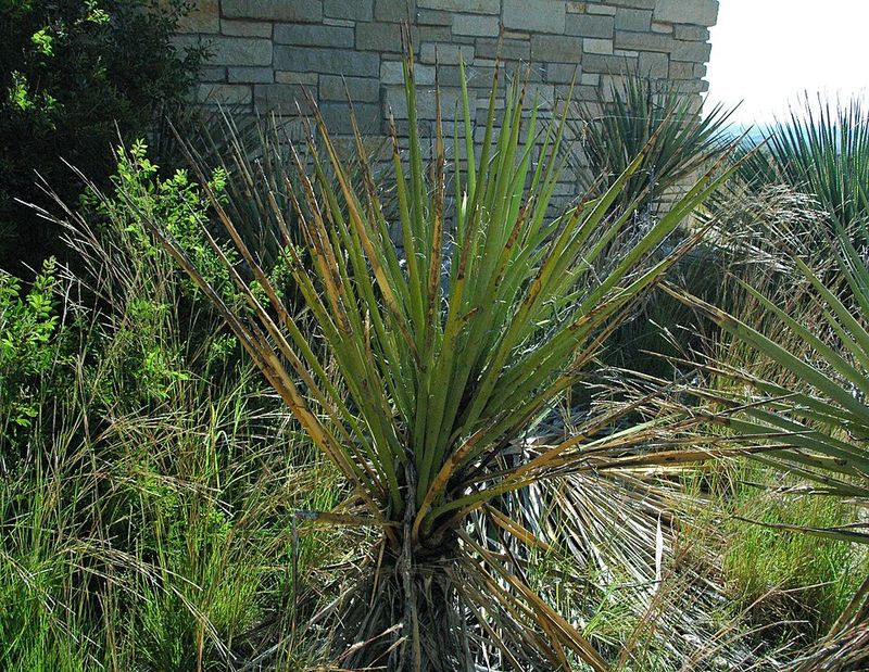Banana Yucca Makes A Strong Statement In Tough Spots