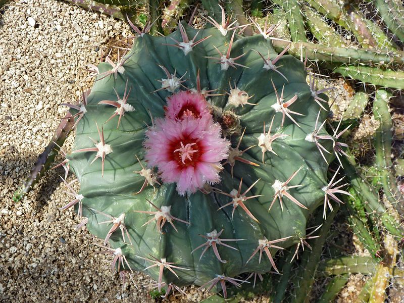 Horse Crippler Cactus (Echinocactus Texensis)