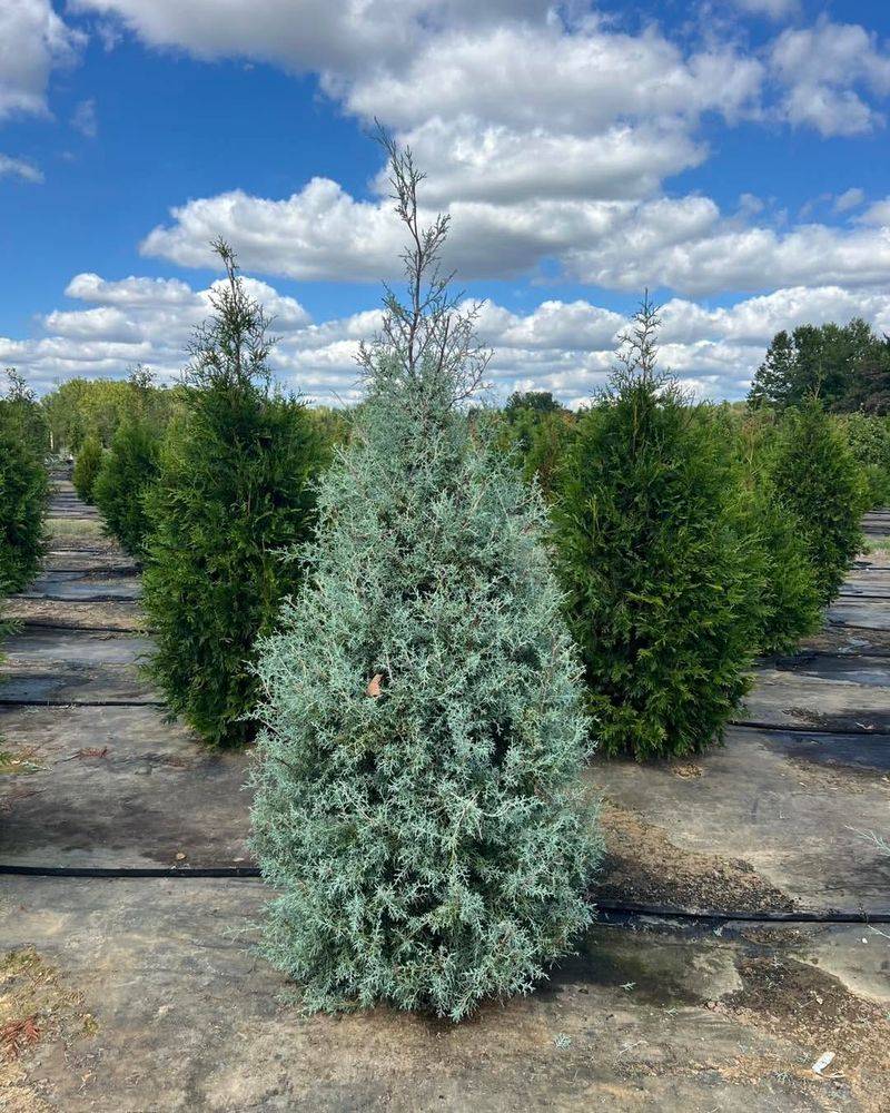 Arizona Cypress Struggles In Containers In Desert Heat