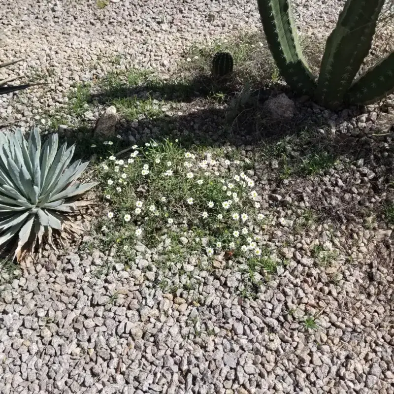 Blackfoot Daisy Blooms With Little Water