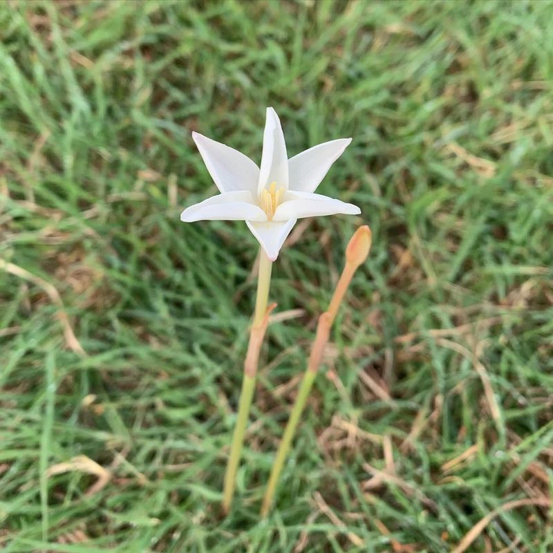 Rain Lily (Zephyranthes Chlorosolen)