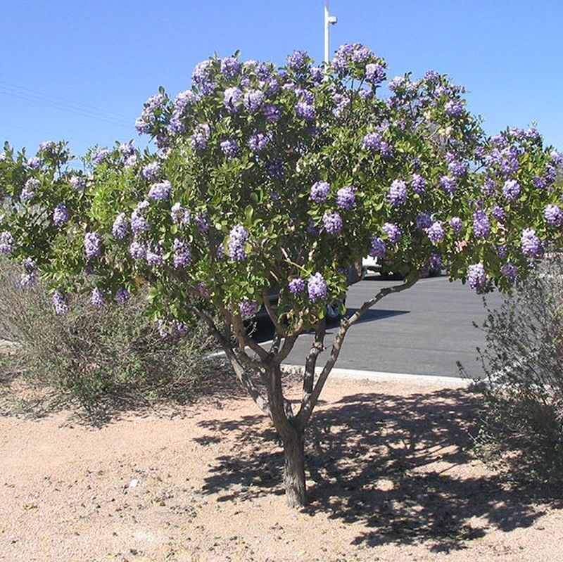 Texas Mountain Laurel 