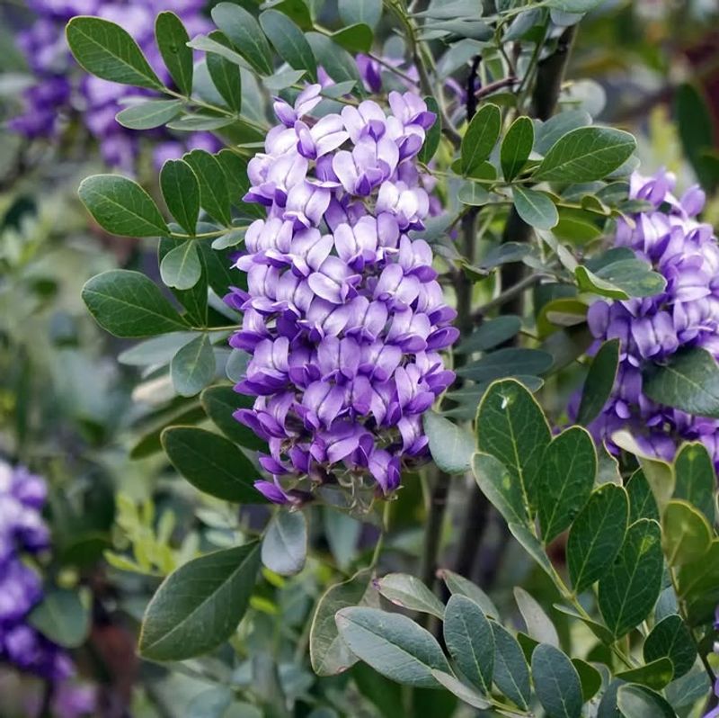 Texas Mountain Laurel Fills The Air With A Grape-Like Scent