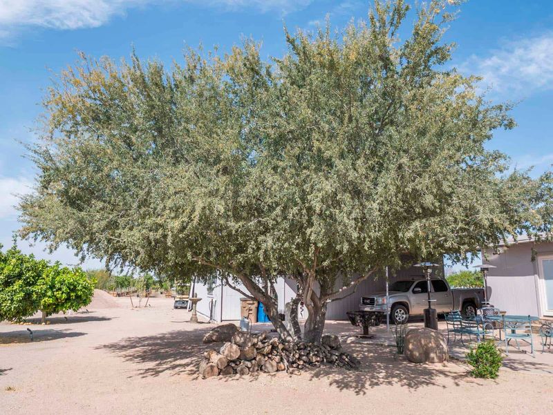 Ironwood Gives Filtered Shade With Low Water Needs