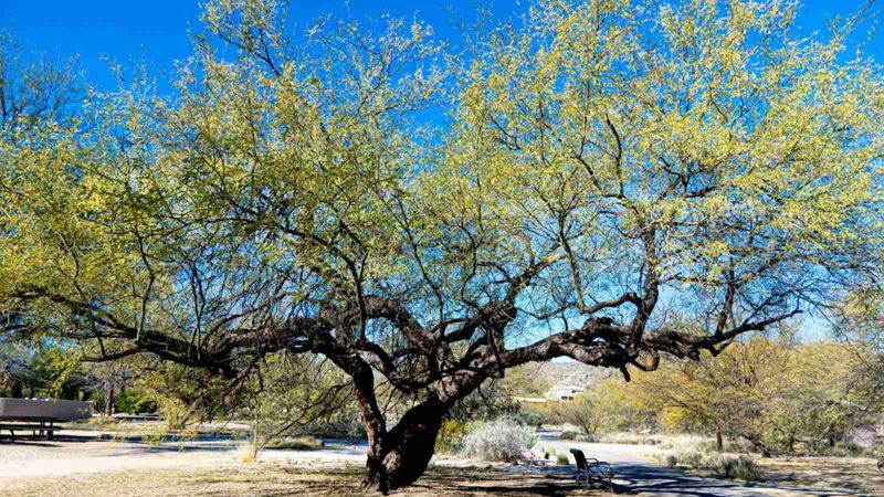 Mesquite Tree (Prosopis Spp.)