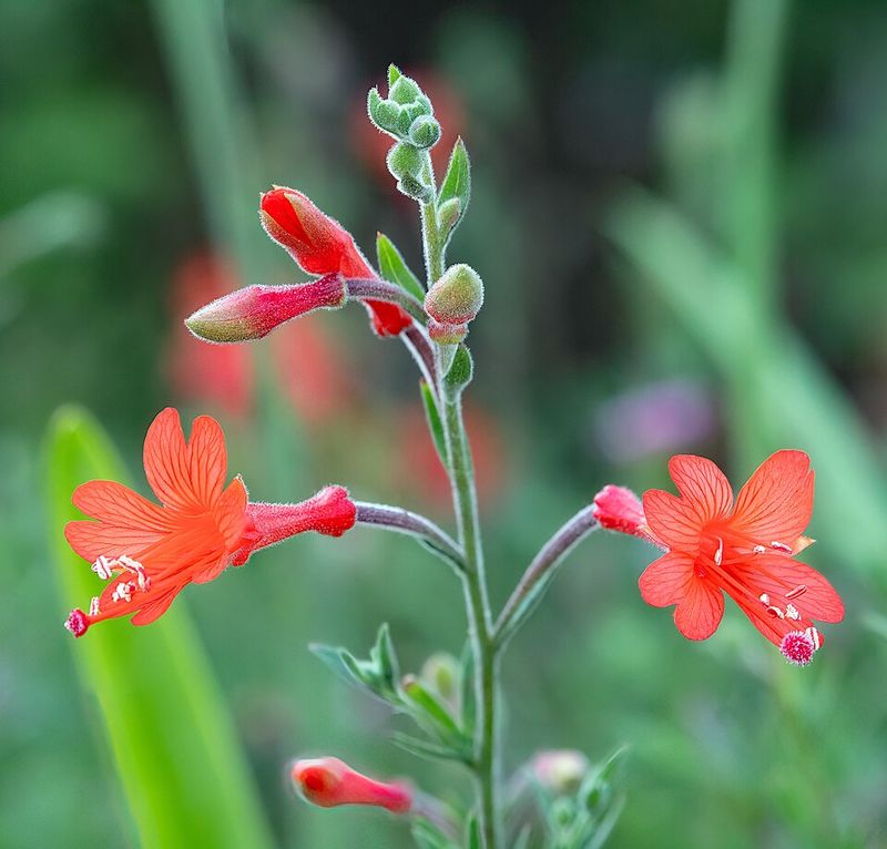 California Fuchsia Brings Bold Late Color