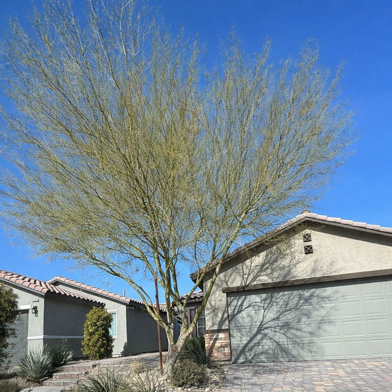 Palo Verde Can Be Carefully Shaped Before Spring Growth