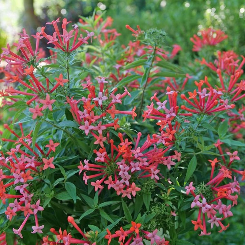 Firecracker Bush Blooms In Heat And Keeps Hummingbirds Coming