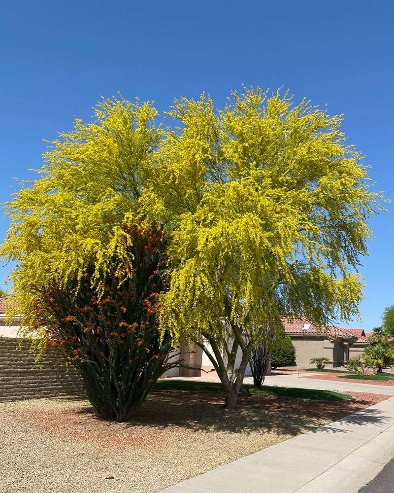 Palo Verde Creates Filtered Shade With Bright Yellow Flowers