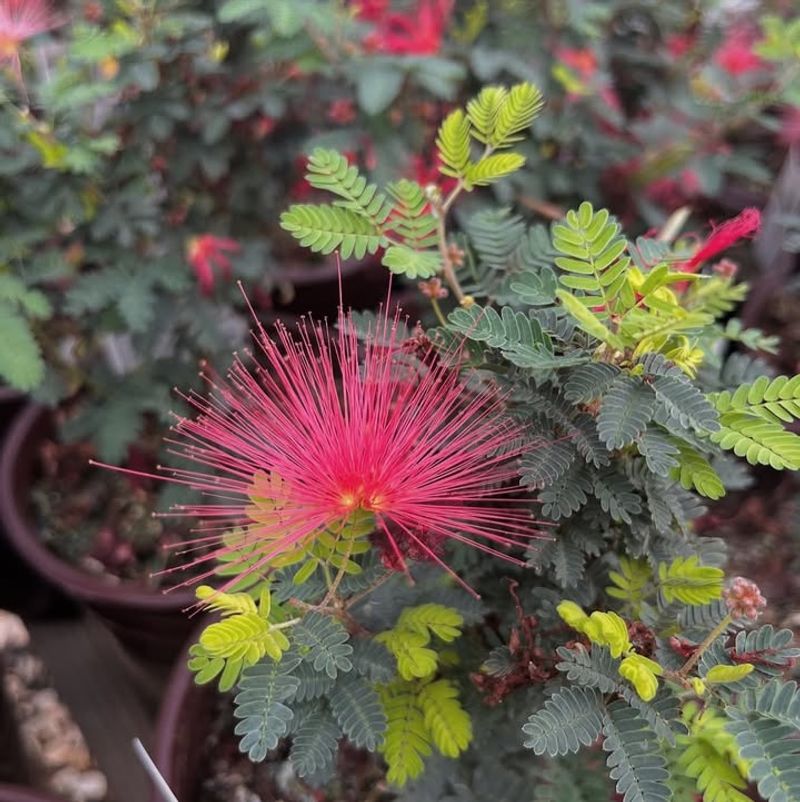 Baja Fairy Duster Adding A Splash Of Fun