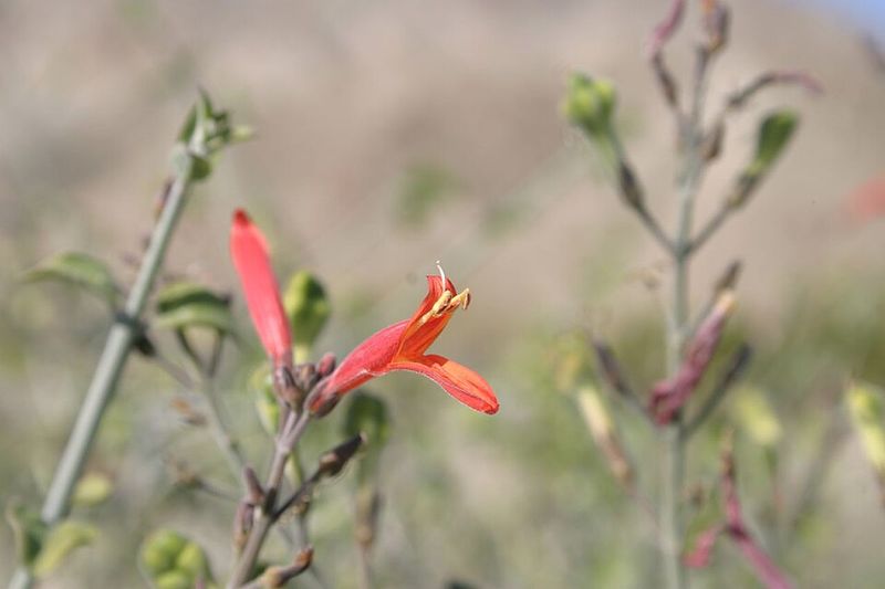 Chuparosa Brings Bright Color And A Wildlife Bonus