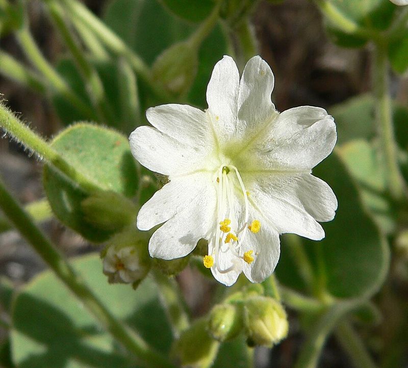 Desert Wishbone Spreads Gently Without Taking Over