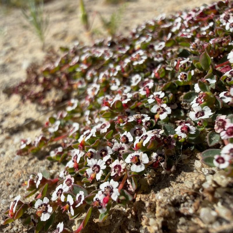 Whitemargin Sandmat Forms A Low Native Carpet Across Open Soil