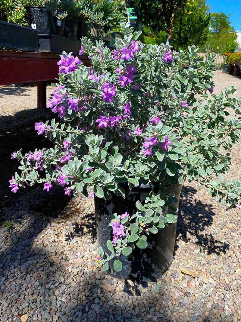 Texas Sage Stays Vibrant In Heat Waves