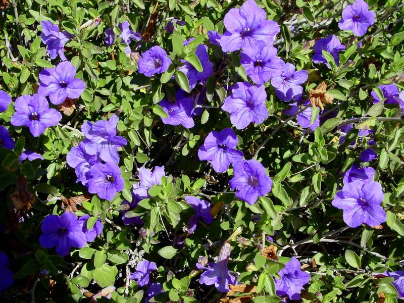 Desert Ruellia Adds Purple Blooms And A Natural Look