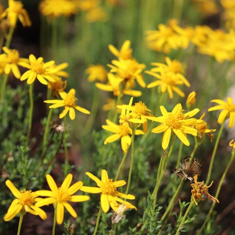 Damianita Blooms Brightly With Little Care