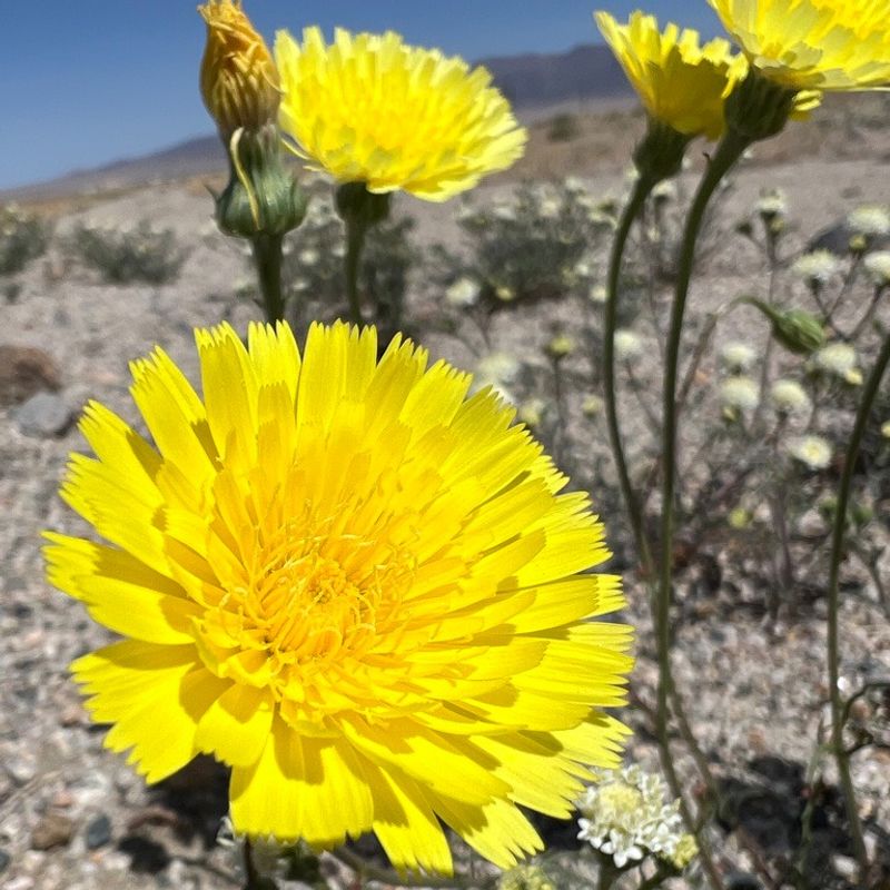 Angelita Daisy Keeps Flowering Through Long Hot Periods