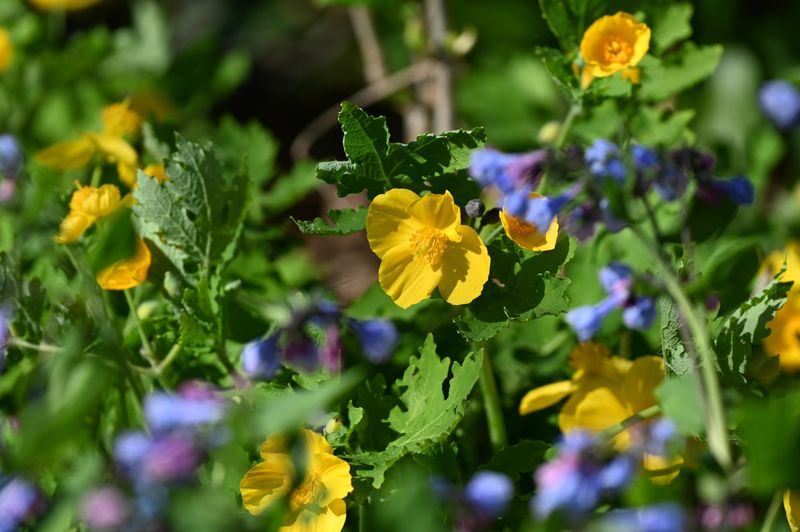 Rely On Native Perennials For Easy Care