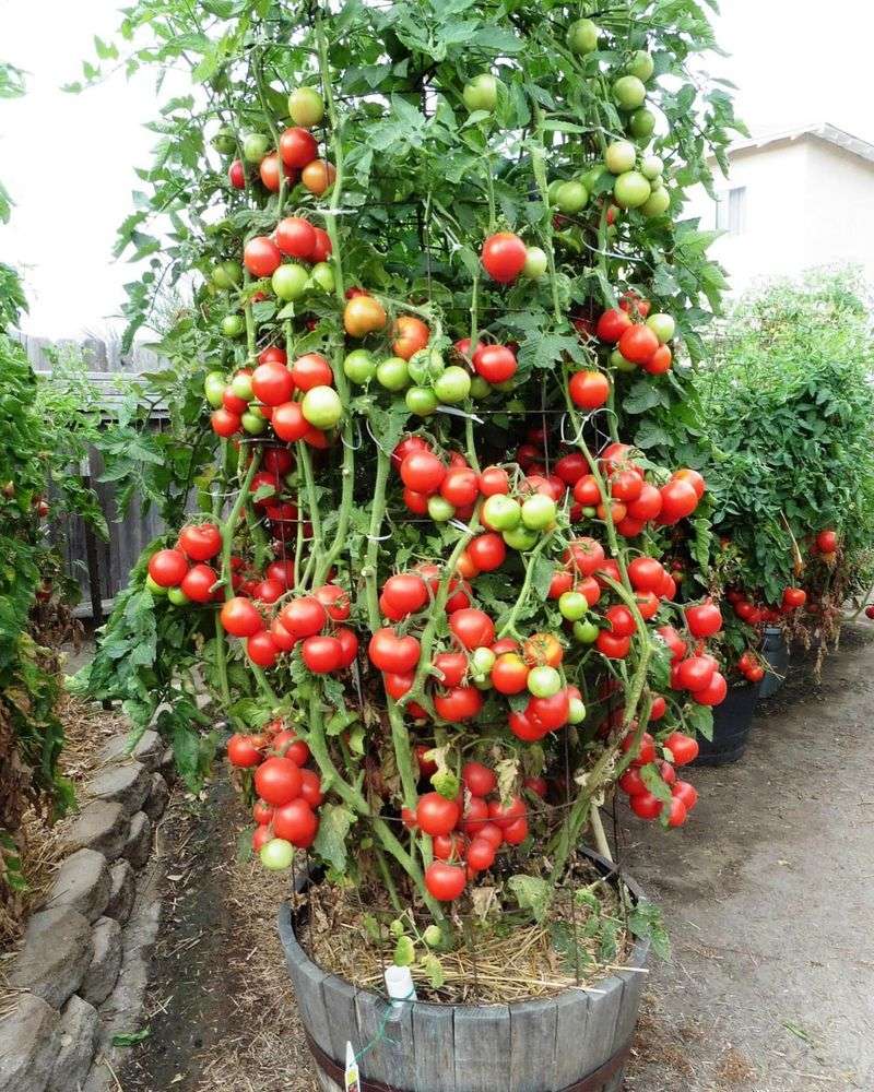 Early Maturing Varieties Produce Before Summer Stress Hits