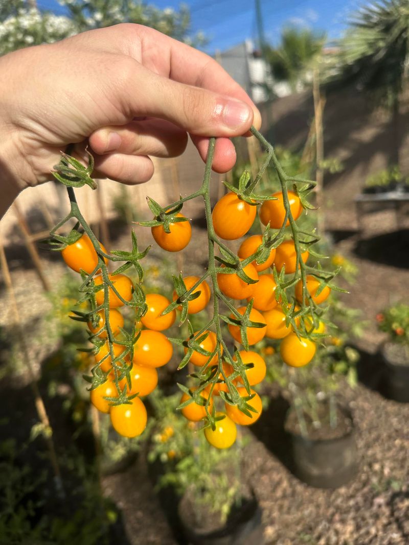 Cherry Tomatoes Handle Heat Better Than Large Slicing Types