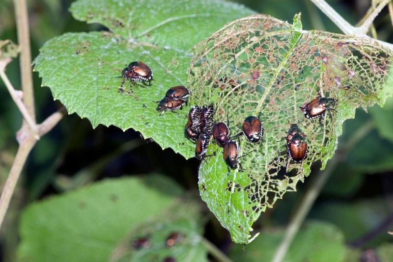 Influences Pest And Disease Management