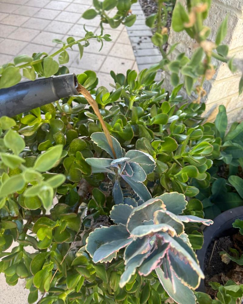 Supports Acid-Loving Plants