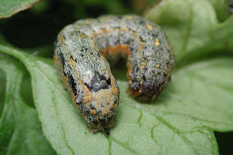 Variegated Cutworm