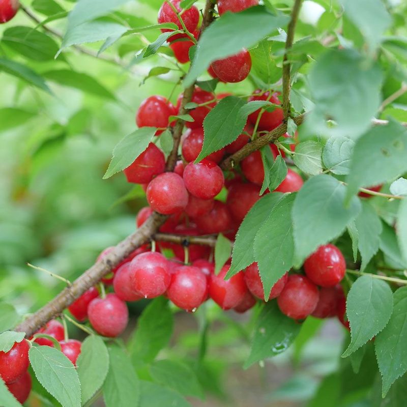 Bush Cherry 'Easy As Pie'
