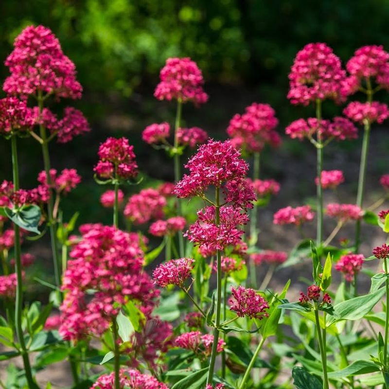 Red Valerian