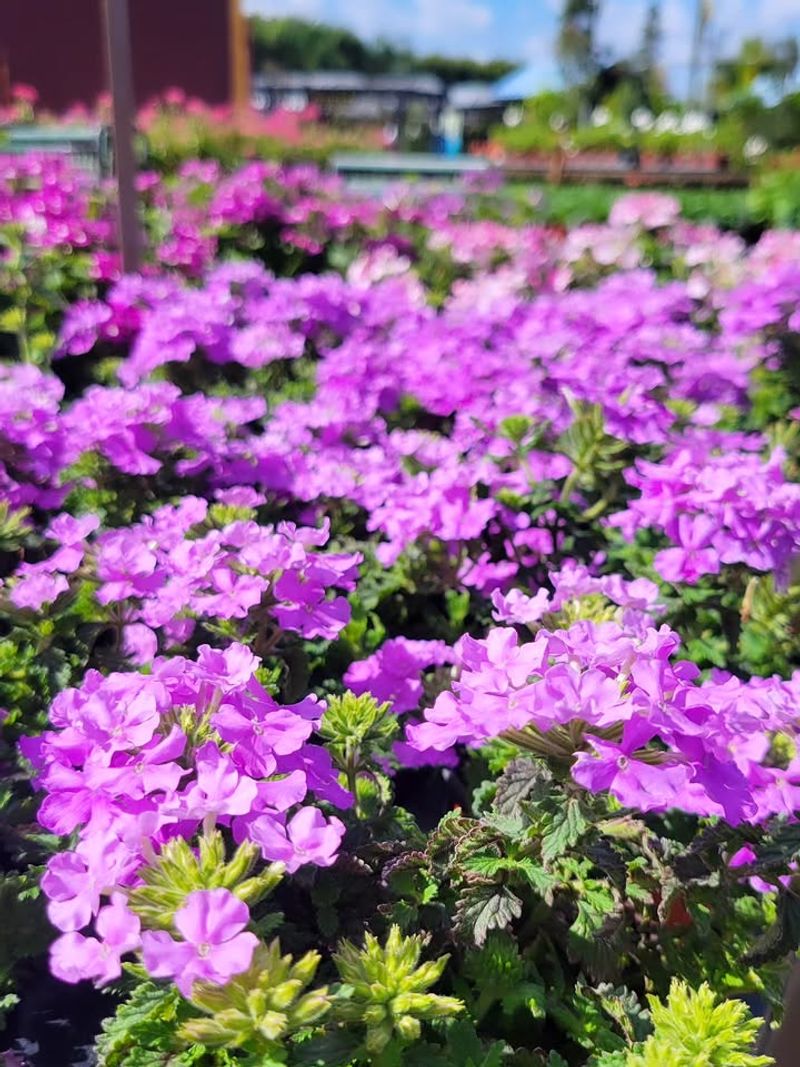 Verbena Starts Blooming Early And Spreads Quickly
