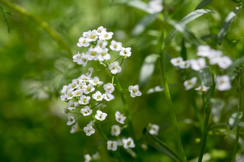 Sweet Alyssum Fades When Hot Weather Takes Over