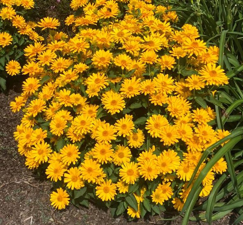 Heliopsis Sole Giatto Brings Tall Golden Drama To Tidy Spaces